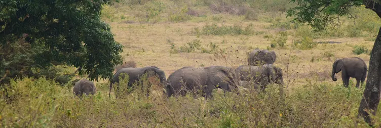 Serengeti (Morning Game Drive) to Ngorongoro 