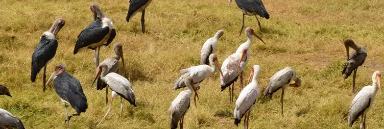 Serengeti (Morning Game Drive) to Ngorongoro
