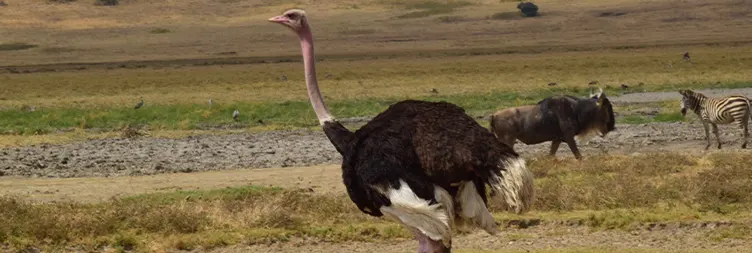 Serengeti (Morning Game Drive) to Ngorongoro 