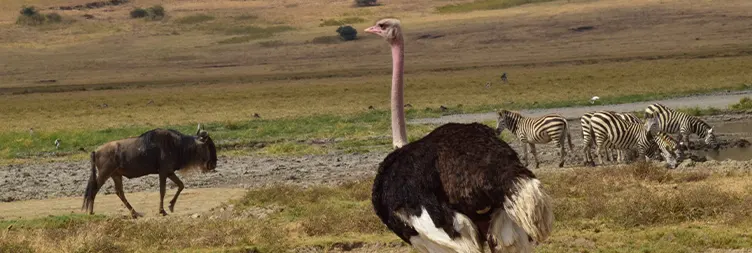 Serengeti to Ngorongoro Crater