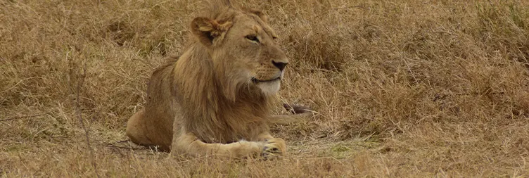 Ngorongoro Crater (Full Day Tour) and Back to Arusha