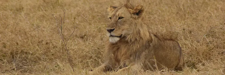 Ngorongoro Crater Tour back to Arusha 