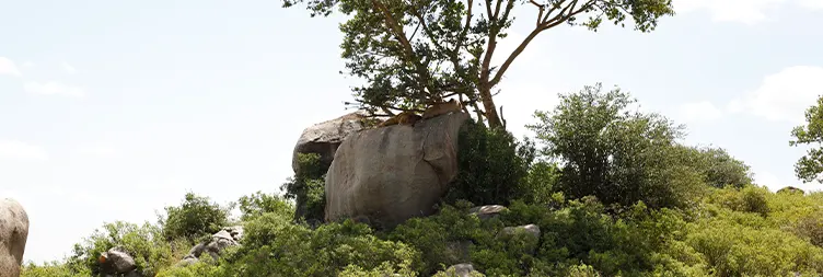 Ngorongoro Crater Full Day Tour Back to Arusha 