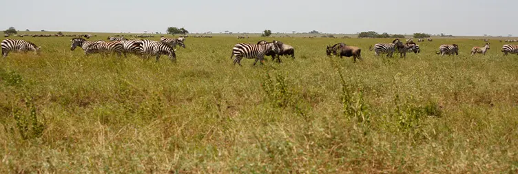 Serengeti to Ngorongoro 