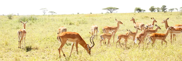 Serengeti (Morning Game Drive) to Ngorongoro 