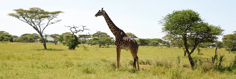 Ngorongoro Crater Full-Day Tour Back to Arusha.