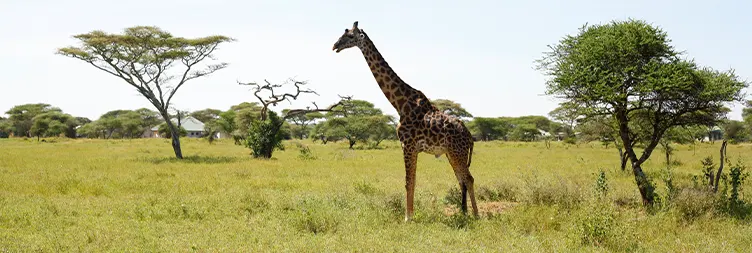 Ngorongoro Crater (Full Day Tour) back to Arusha 
