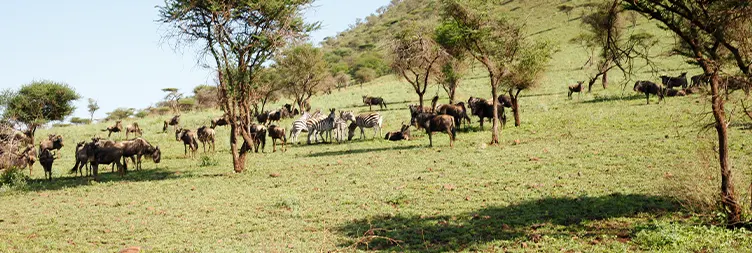 Serengeti to Ngorongoro 
