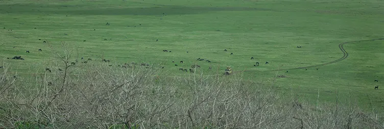 Ngorongoro Crater