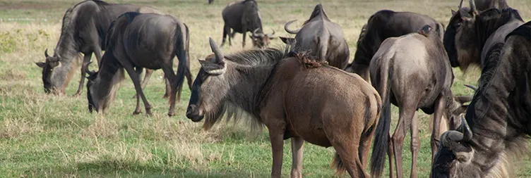 Ngorongoro Crater Full-Day Tour  Back to Arusha: 