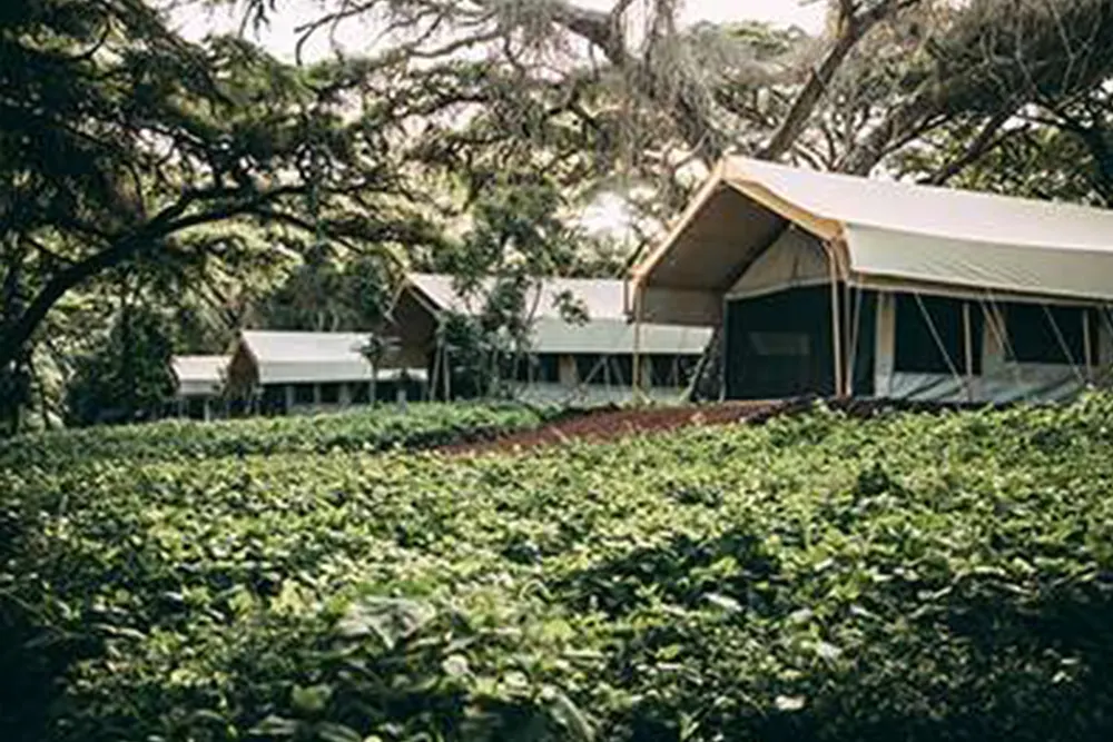 Ngorongoro Tortilis Camp Images
