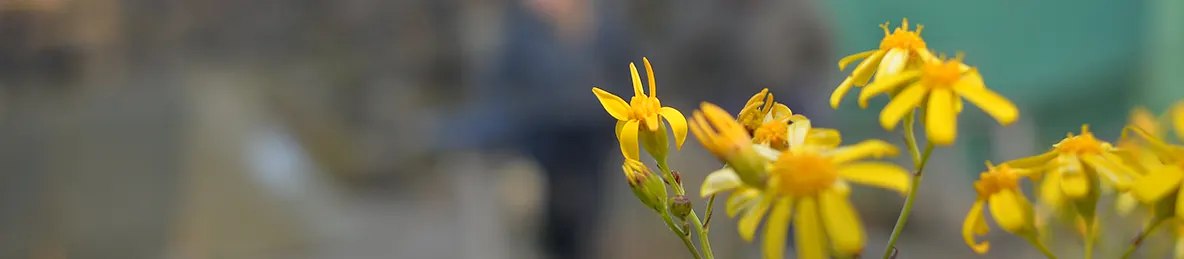 Kilimanjaro Northern Circuit Route