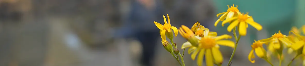 Kilimanjaro Northern Circuit Route