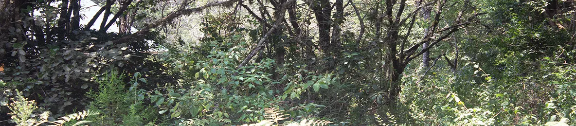 Kilimanjaro Rongai Route