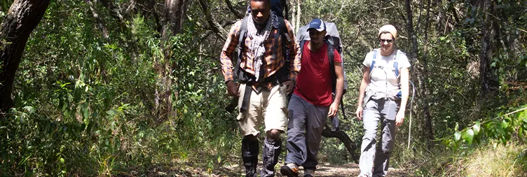 Horombo Hut to Mandara Hut to Marangu Gate Back to Moshi/Arusha 