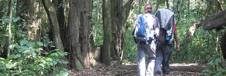 Horombo Hut to Mandara Hut to  Marangu Gate to  Back to Moshi/Arusha 