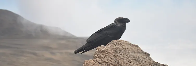 Buffalo Camp Third Cave