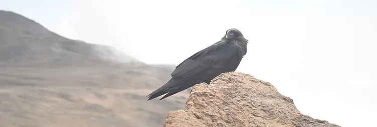 School Hut Uhuru Peak Mweka Camp 