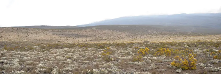 Horombo Hut - Mandara Hut - Marangu Gate - Back to Moshi/Arusha 