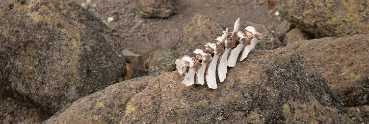 Second Caveâ€“ Kikelewa Cave 