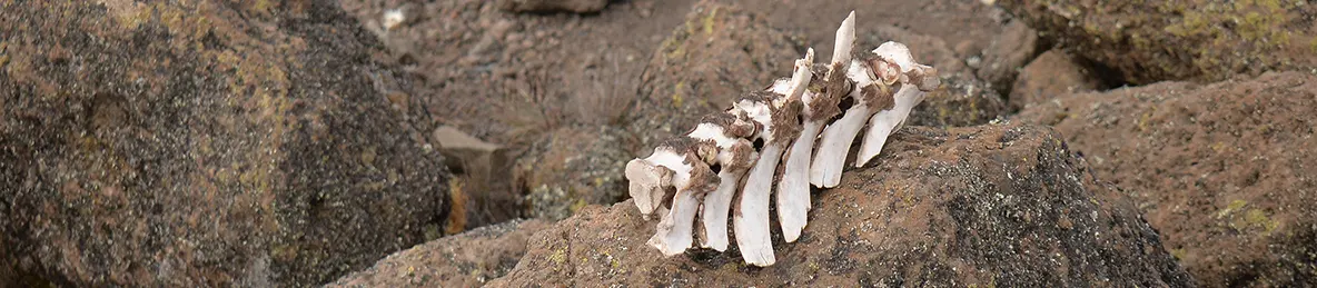 Kilimanjaro Rongai Route