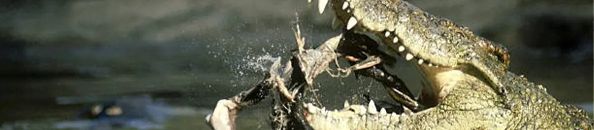 Serengeti National Park - Western