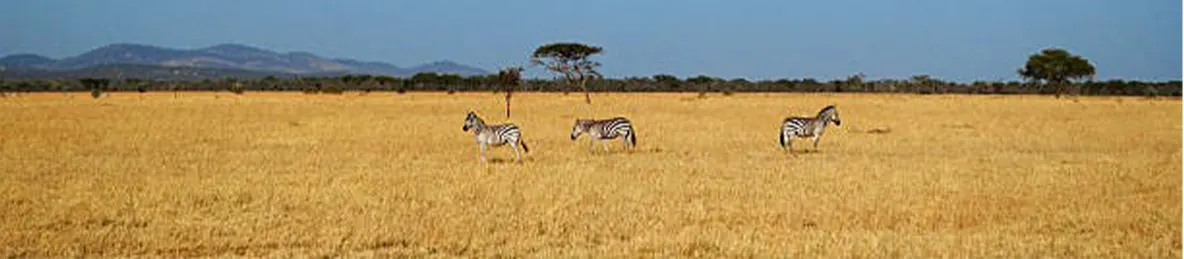 Serengeti National Park - Western