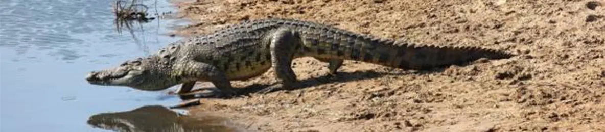 Serengeti National Park - Western