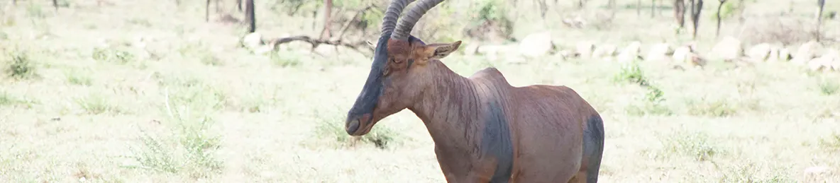 Serengeti National Park - Central