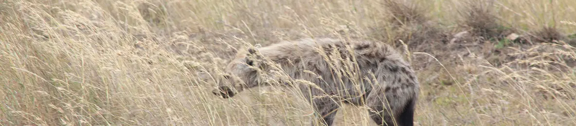 Serengeti National Park - Central