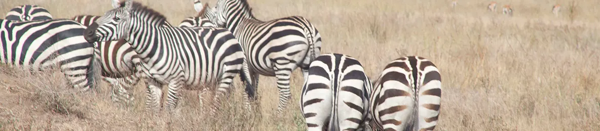 Serengeti National Park - Central