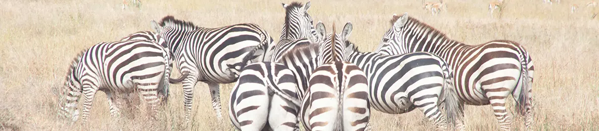 Serengeti National Park - Central