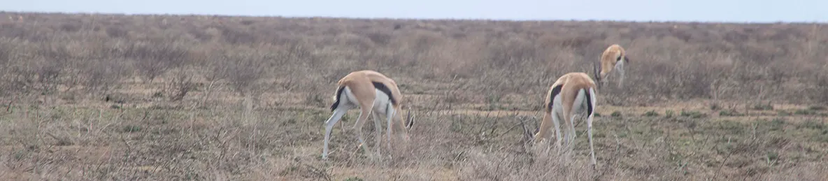 Serengeti National Park - Central