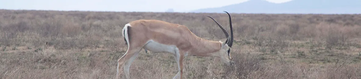 Serengeti National Park - Central