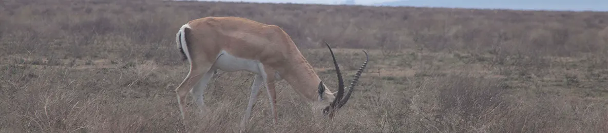 Serengeti National Park - Central