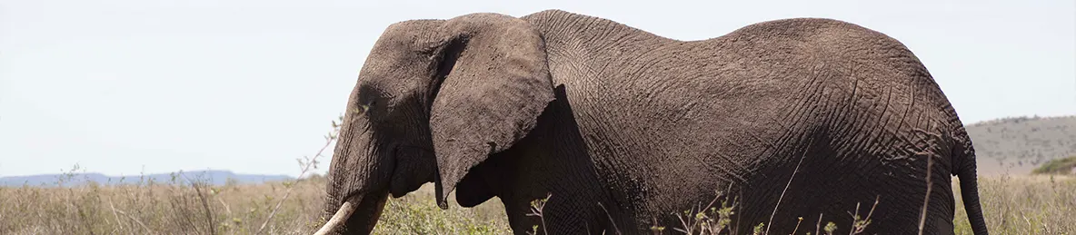 Serengeti National Park - Central