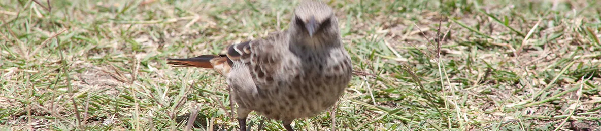 Serengeti National Park - Central