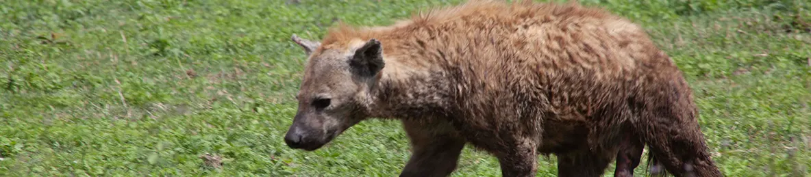 Serengeti National Park - Central