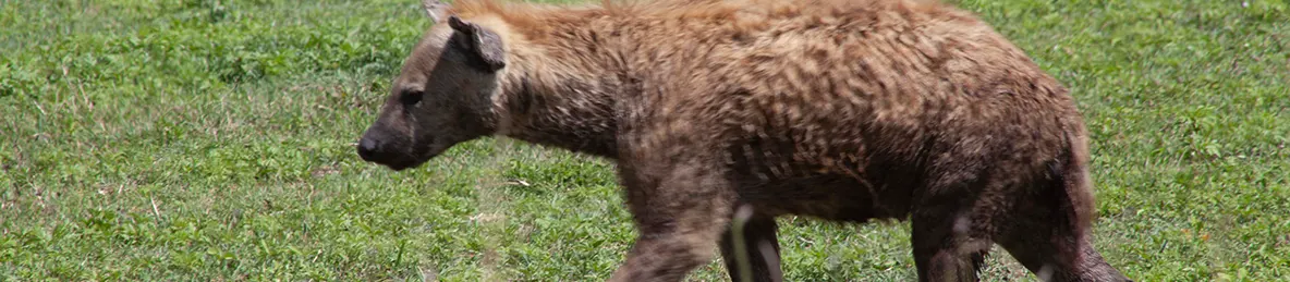 Serengeti National Park - Central