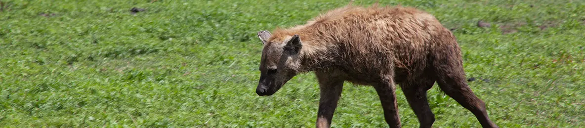 Serengeti National Park - Central