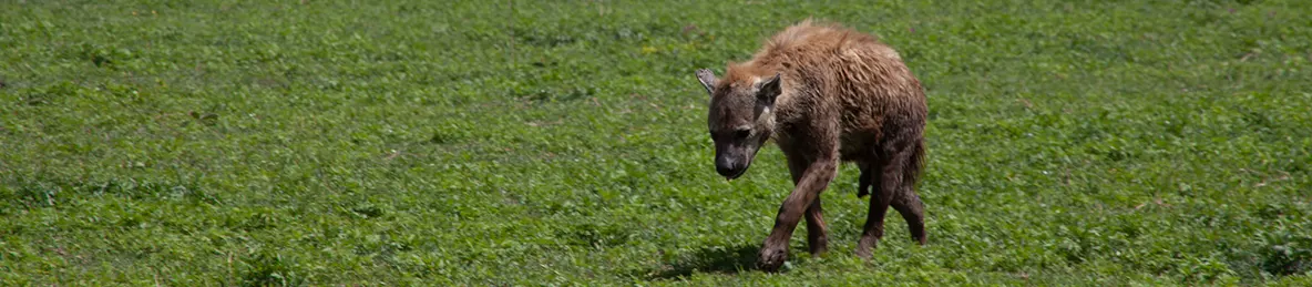 Serengeti National Park - Central