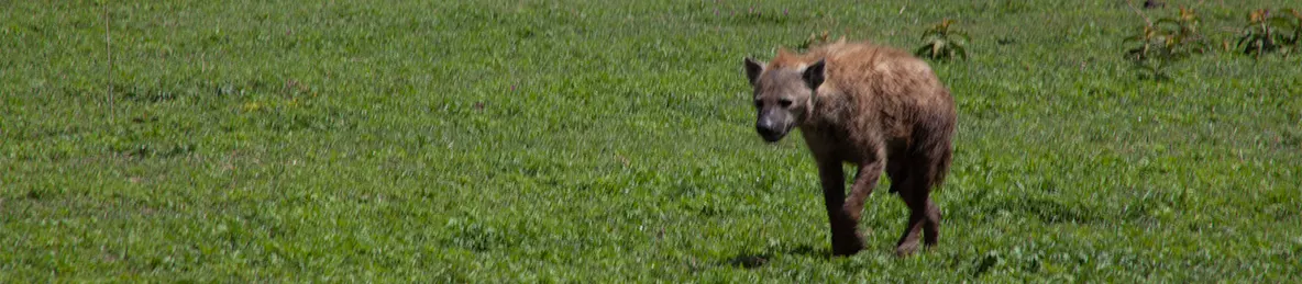 Serengeti National Park - Central