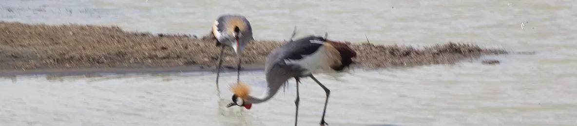 Serengeti National Park - Central