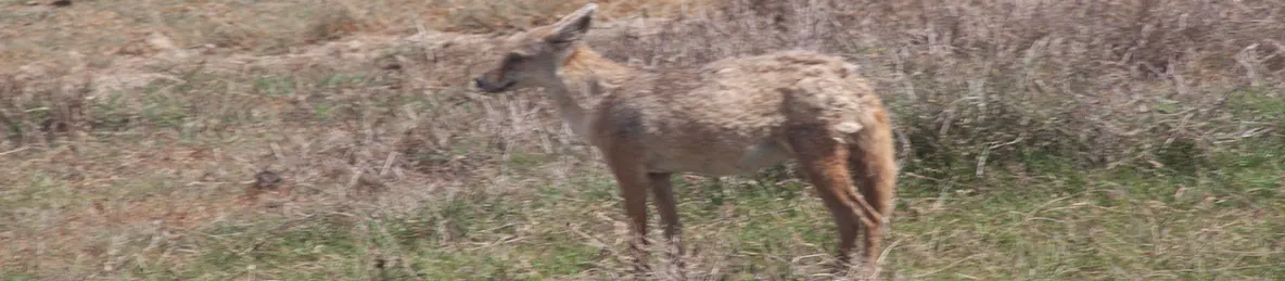 Serengeti National Park - Central
