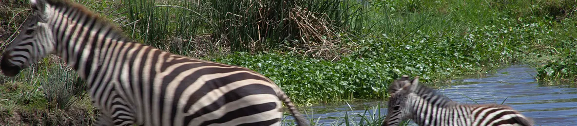 Serengeti National Park - Central