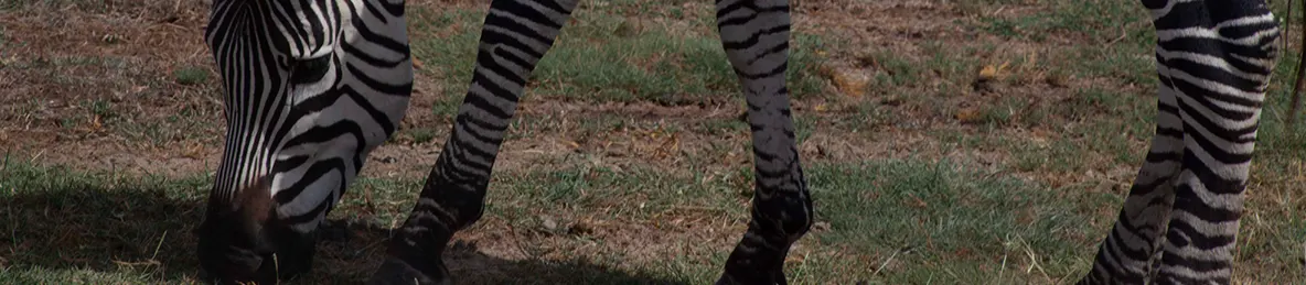 Serengeti National Park - Central