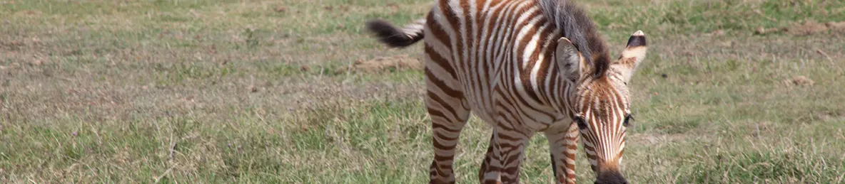 Serengeti National Park - Central