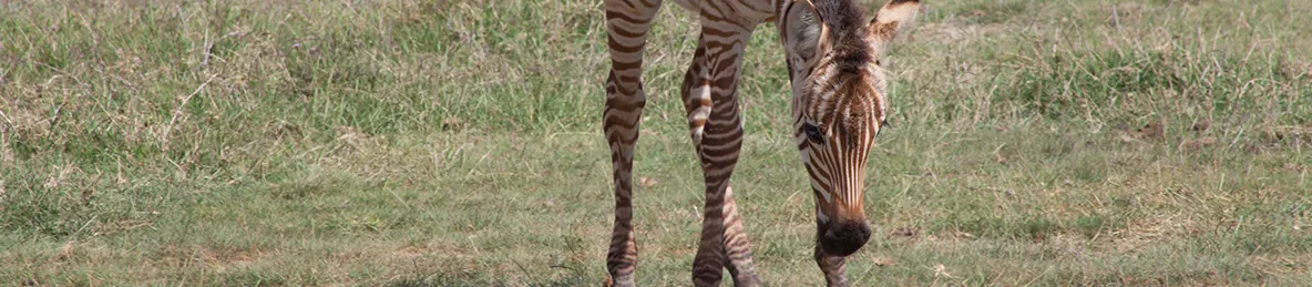 Serengeti National Park - Central