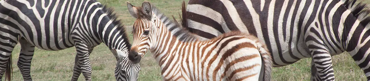 Serengeti National Park - Central