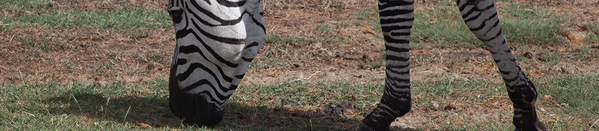 Serengeti National Park - Central